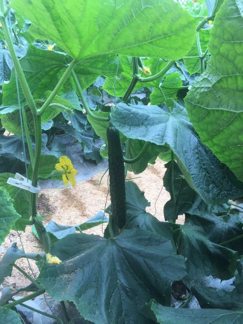 夏邑县优质大棚106精品黄瓜开始大量上市，，