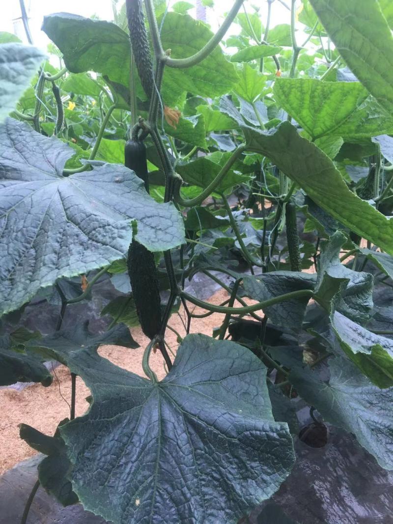 夏邑县优质大棚106精品黄瓜开始大量上市，，