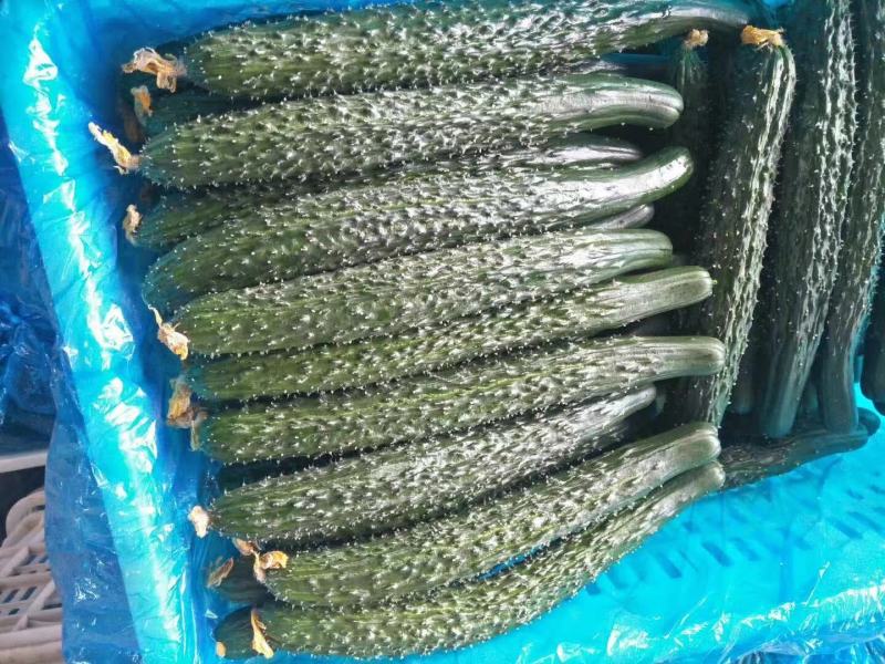 夏邑县优质大棚106精品黄瓜开始大量上市，，
