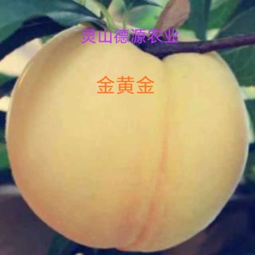 精品金黄金桃,黄金蜜桃,黄金脆桃,国家地理标志产品。