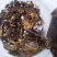 纯正梅花鹿鹿胎整只打粉纯度°/100免费打粉包邮