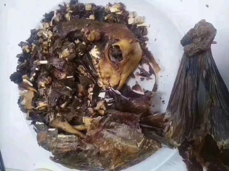 纯正梅花鹿鹿胎整只打粉纯度°/100免费打粉包邮