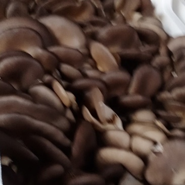 食用菌鲜货，，蘑菇小戴，，