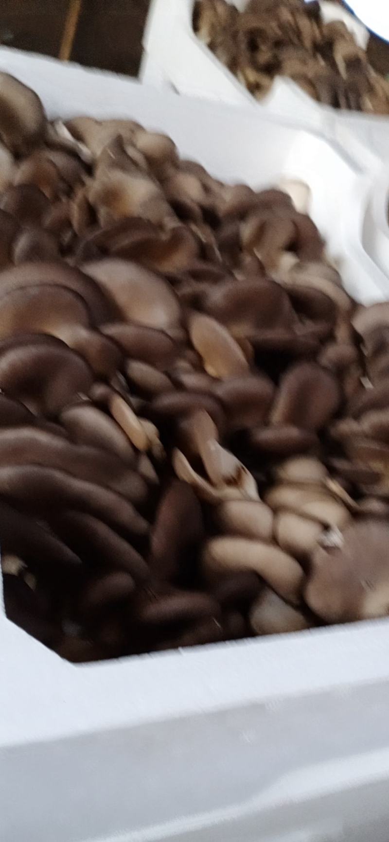 食用菌鲜货，，蘑菇小戴，，
