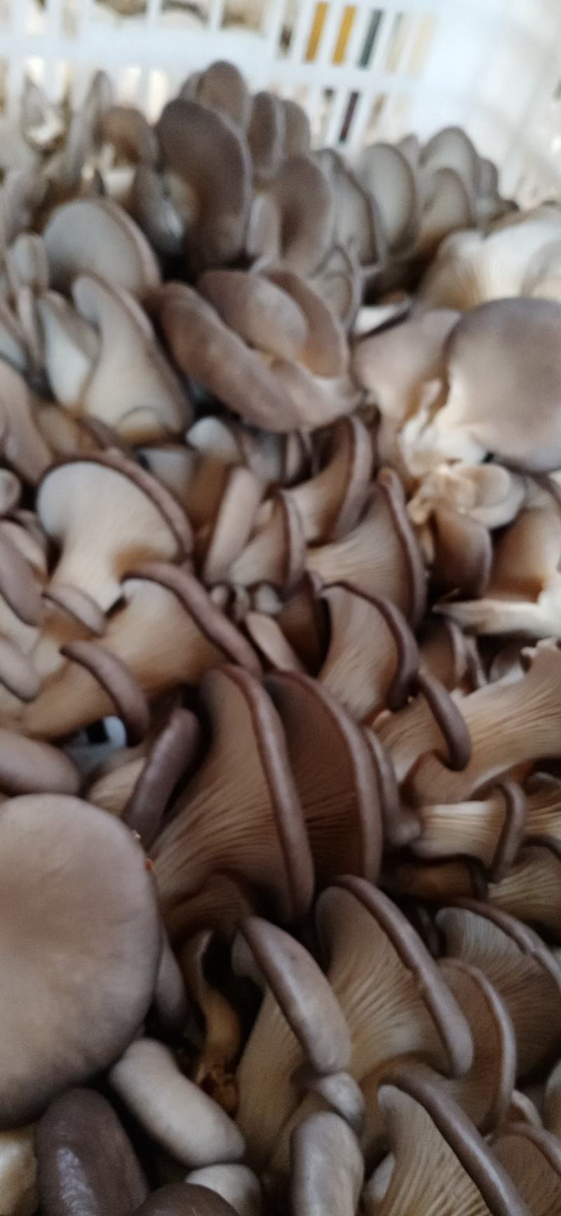 食用菌鲜货，，蘑菇小戴，，