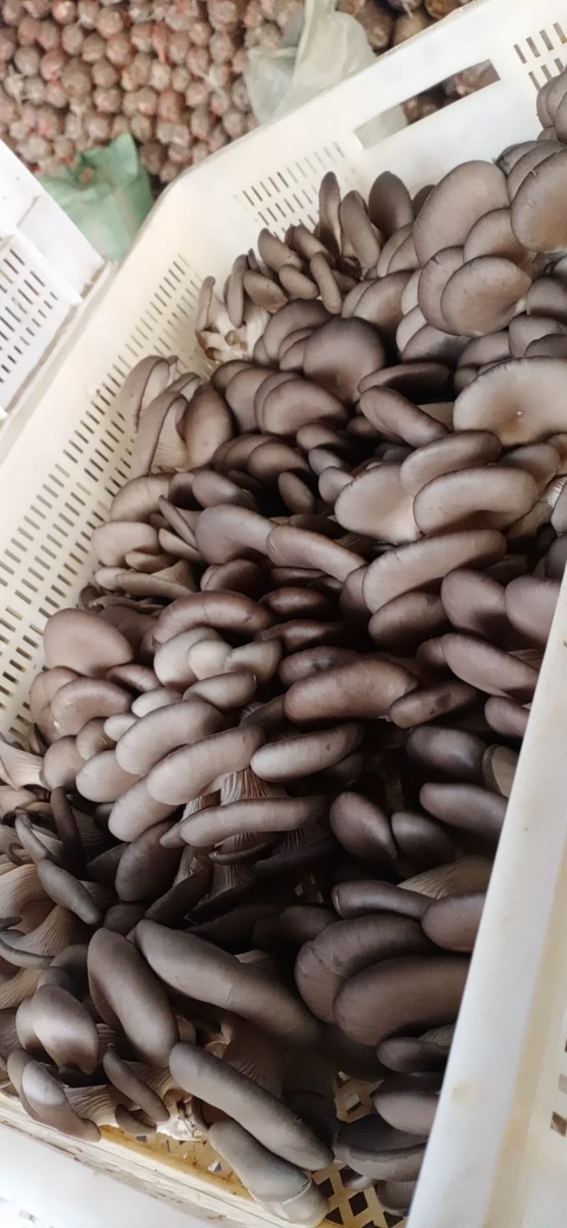 食用菌鲜货，，蘑菇小戴，，