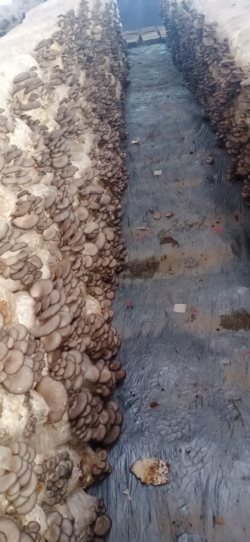 食用菌鲜货，，蘑菇小戴，，