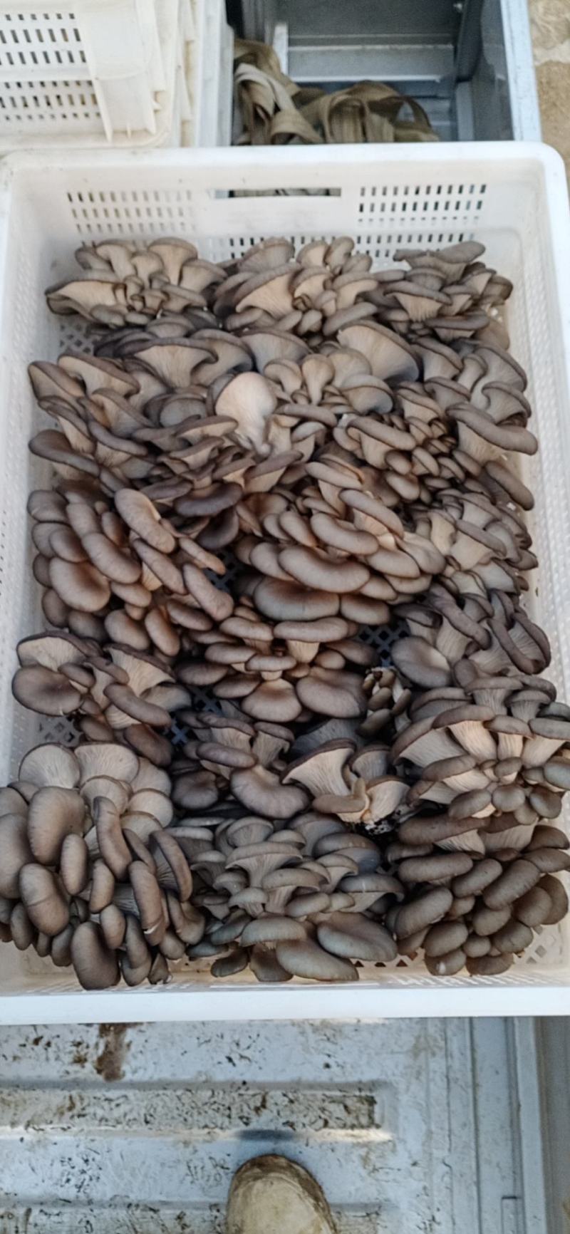 食用菌鲜货，，蘑菇小戴，，