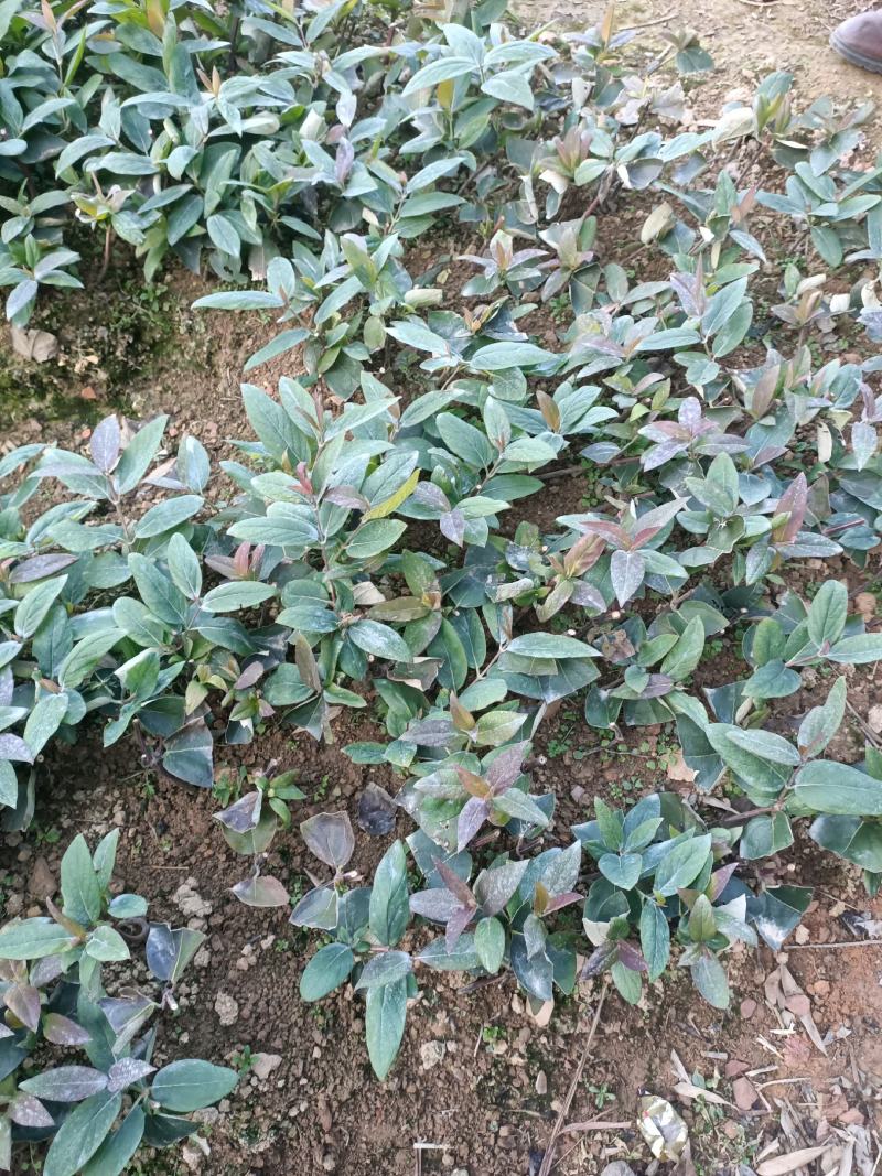 金银花苗，扦插大小苗