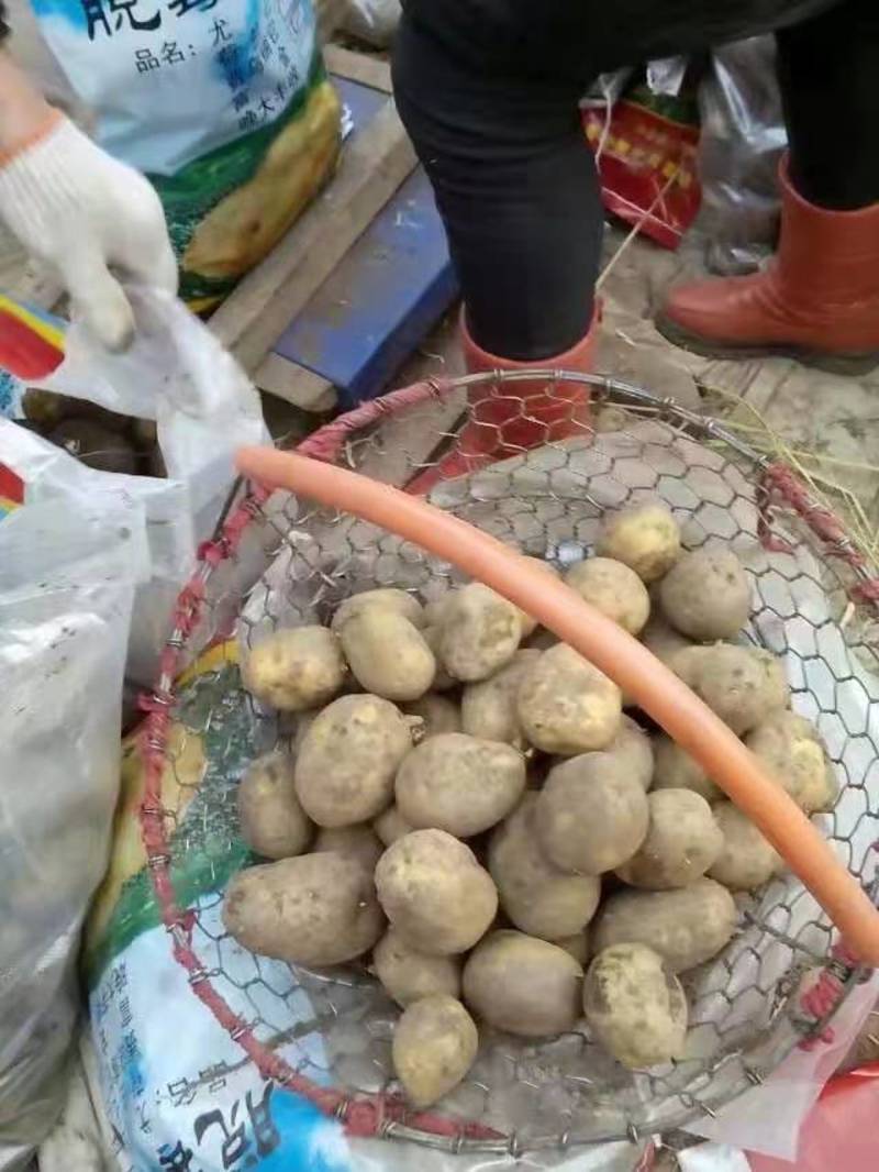 大量出售黑龙江土豆，荷兰十五，荷兰七，荷兰806，延暑四