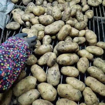 大量出售黑龙江土豆，荷兰十五，荷兰七，荷兰806，延暑四