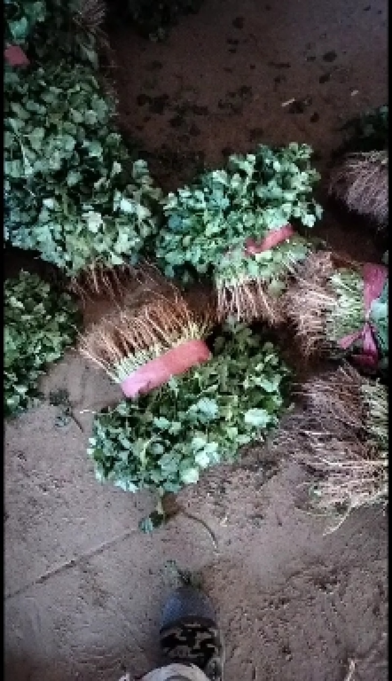 河南安阳滑县精品大叶香菜，大量上市了，迎新老客户前来订购