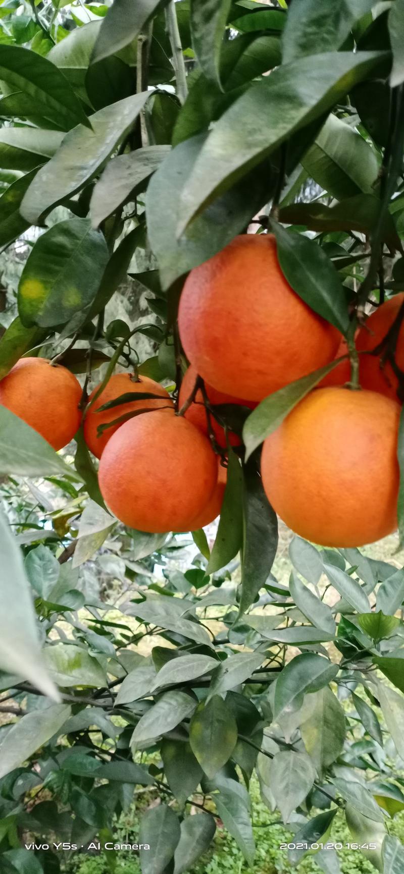 资中塔罗科血橙，产地代售，对接各大市场，电商，社区团购