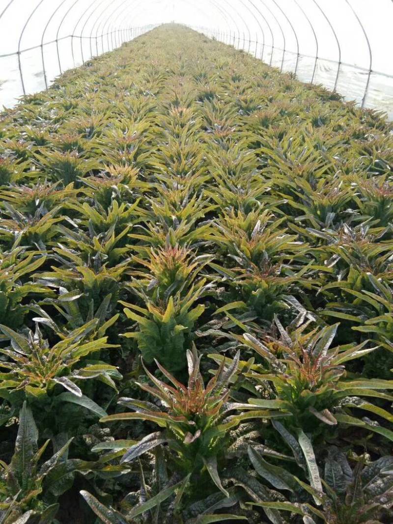 永安红莴笋-基地直供-视频看货-量大从优。
