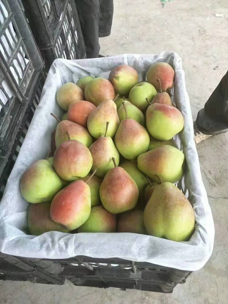 梨红香酥产地直销价格低口感好