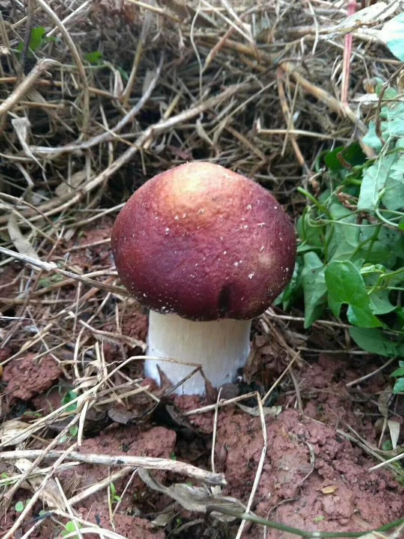 赤松茸大球盖菇一级试管母种