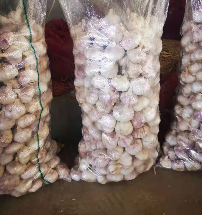 山东菏泽常年供应紫皮大蒜