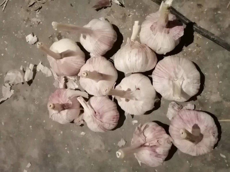 山东菏泽常年供应紫皮大蒜