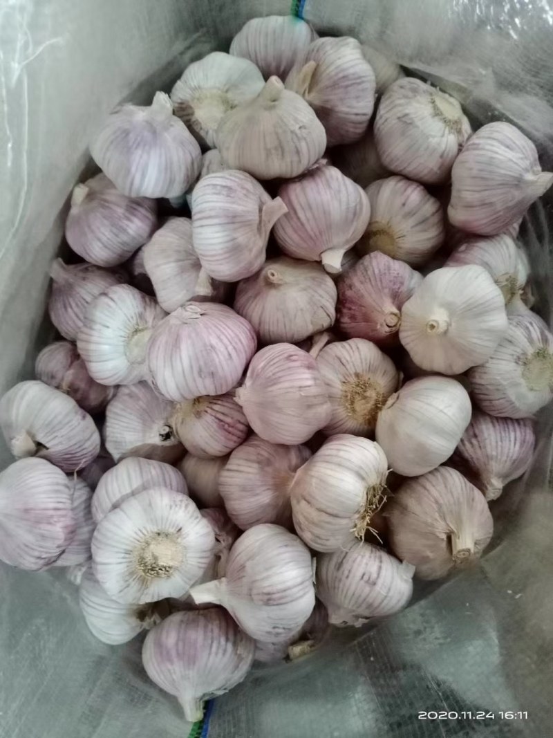 山东菏泽常年供应紫皮大蒜