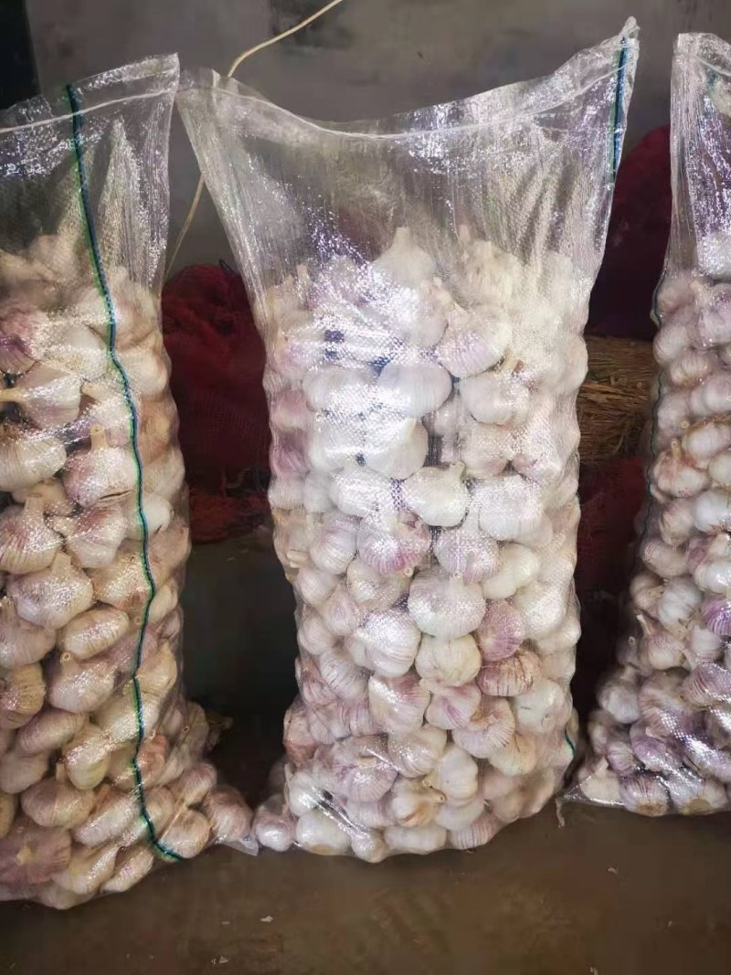 山东菏泽常年供应紫皮大蒜