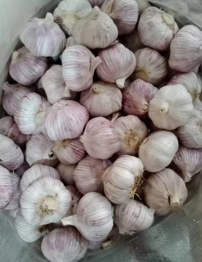 山东菏泽常年供应紫皮大蒜