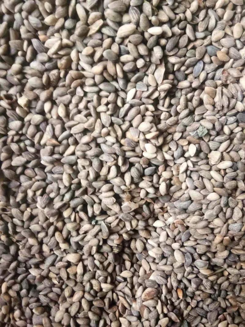 黑松种子，黑松种子火爆销售中，质量保障！芽率95%