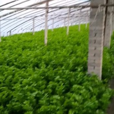 西芹上市欢迎新老客户前来选购