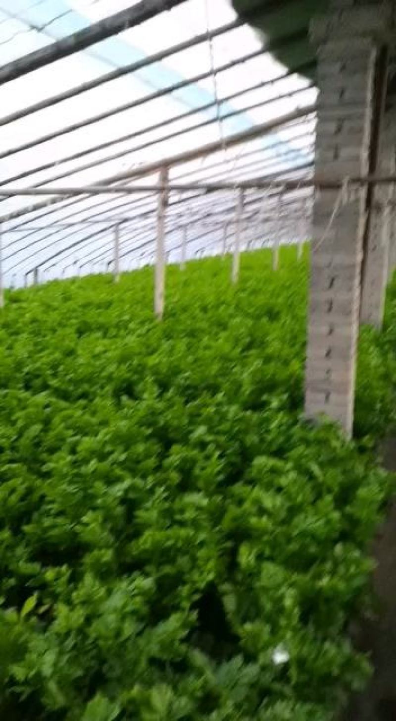 西芹上市欢迎新老客户前来选购