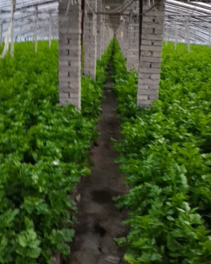 西芹上市欢迎新老客户前来选购