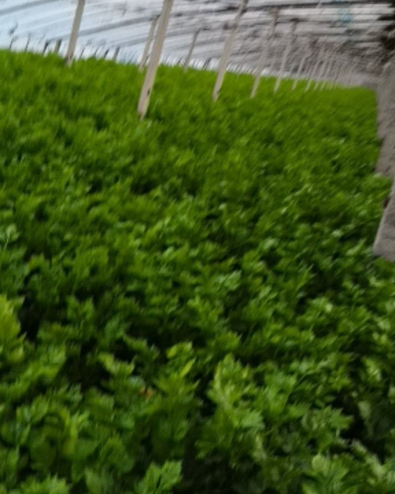 西芹上市欢迎新老客户前来选购