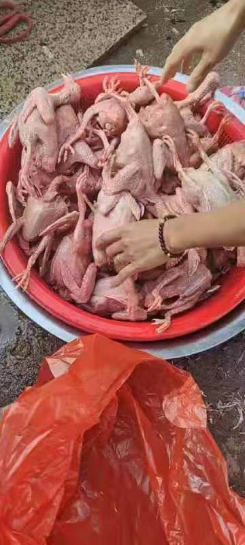 客家佬土特产鸽子厂家直销