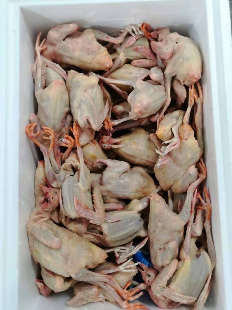 客家佬土特产鸽子厂家直销