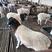 杜泊羊，纯种杜泊羊，种羊，怀孕羊，羊羔，长势快，包送货。