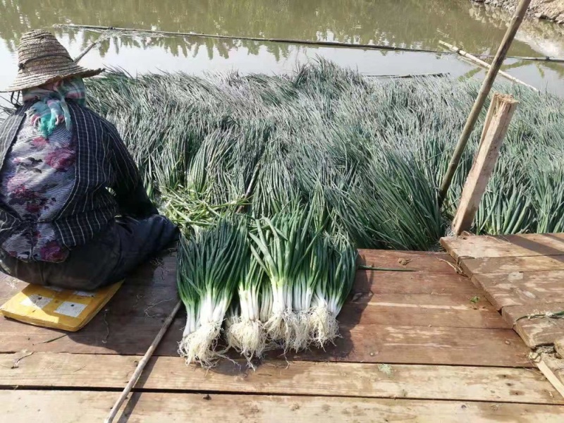 优质小葱，欢迎采购，买不了吃亏买不了上当