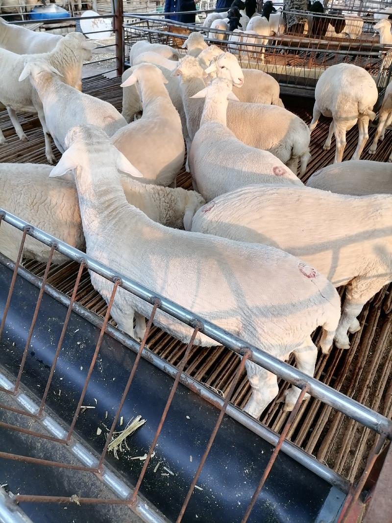 杜泊羊，纯种杜泊羊，种羊，怀孕羊，羊羔，长势快，包送货。