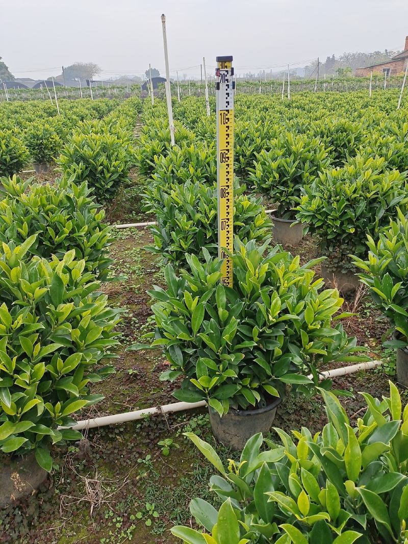 非洲茉莉球形大量出售工程货源