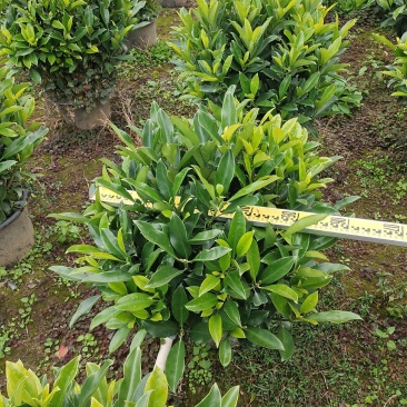 非洲茉莉球形大量出售工程货源