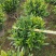 非洲茉莉球形大量出售工程货源