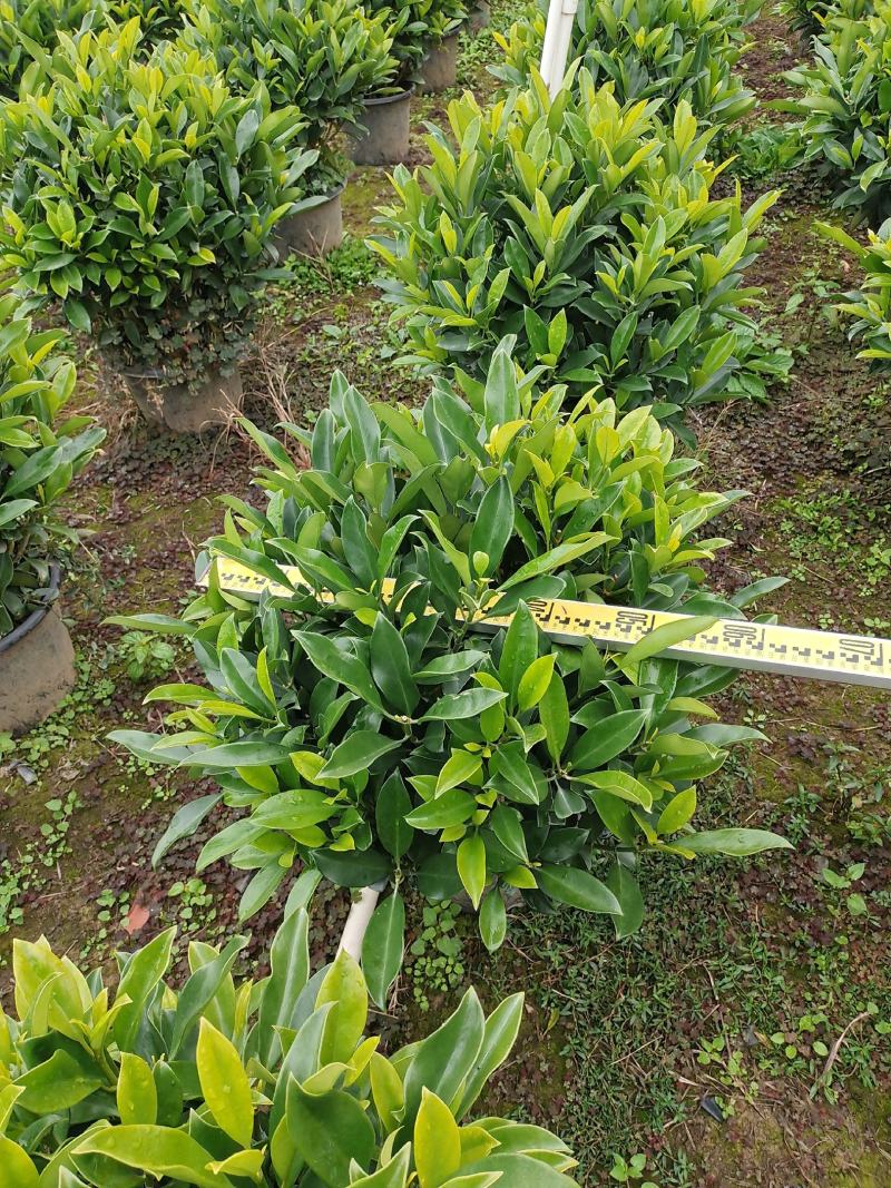 非洲茉莉球形大量出售工程货源