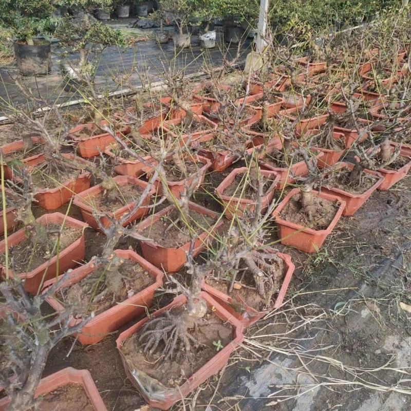 原生梅花苗骨里红梅花桩基地直发量大从优