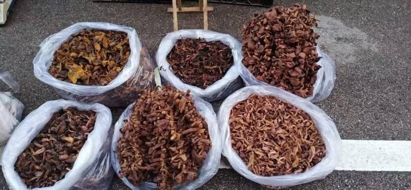 东北红蘑，原产地，可批发零售