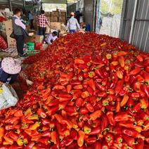 红椒。红红火火恍恍惚惚大棚菜大量有货。。