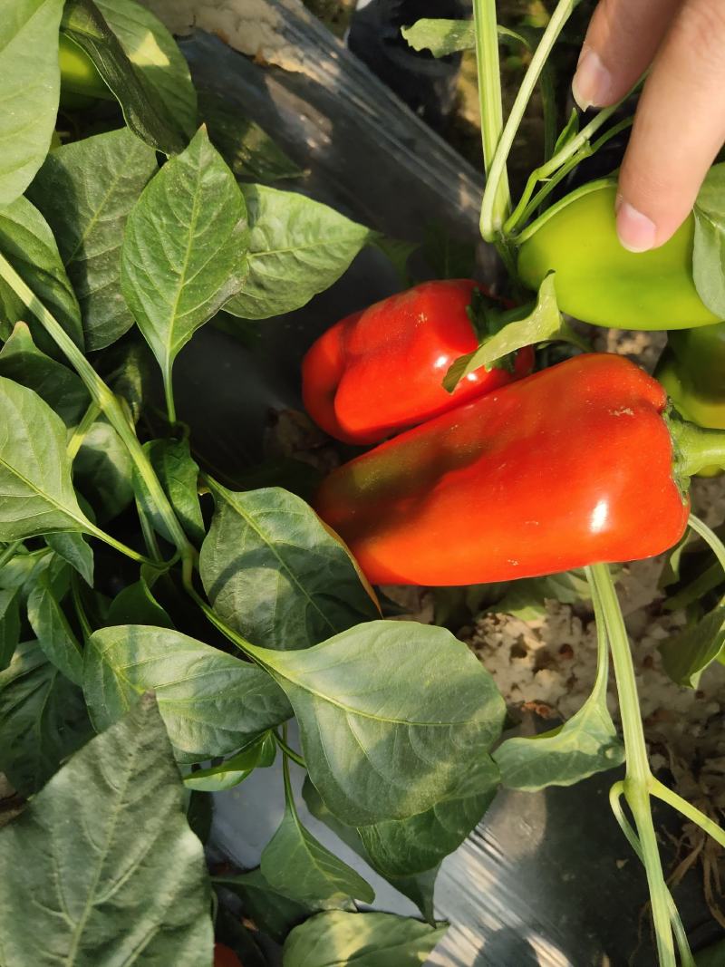 红椒。红红火火恍恍惚惚大棚菜大量有货。。