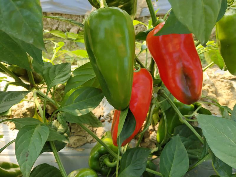 红椒。红红火火恍恍惚惚大棚菜大量有货。。