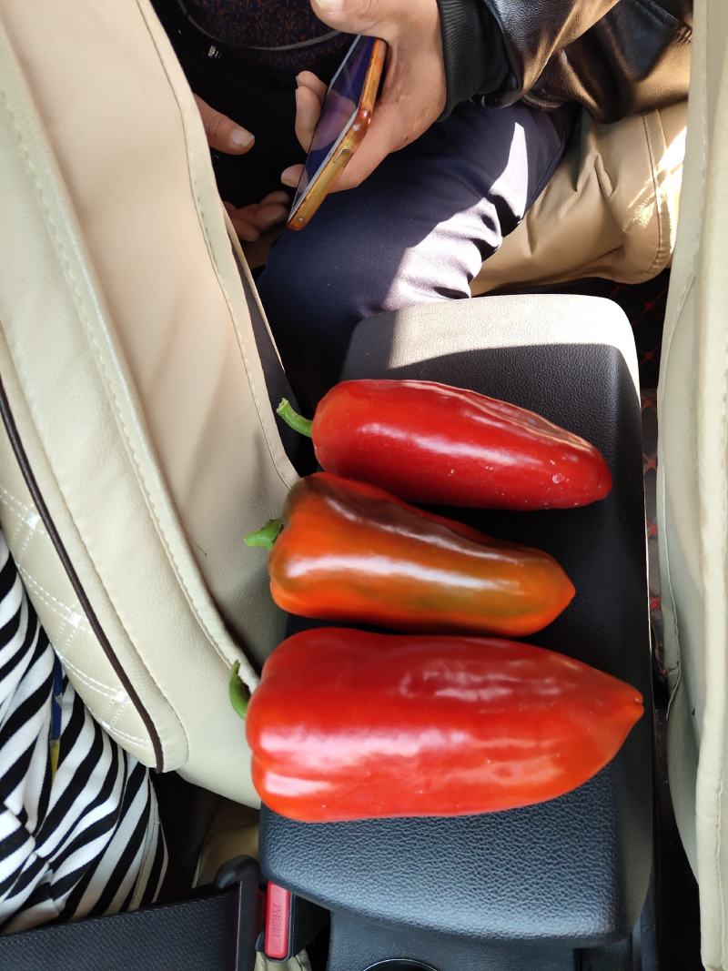 红椒。红红火火恍恍惚惚大棚菜大量有货。。