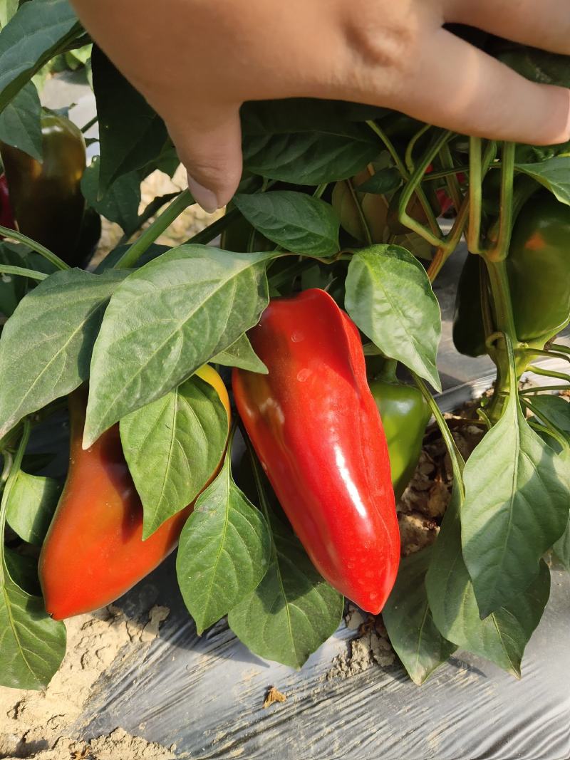 红椒。红红火火恍恍惚惚大棚菜大量有货。。