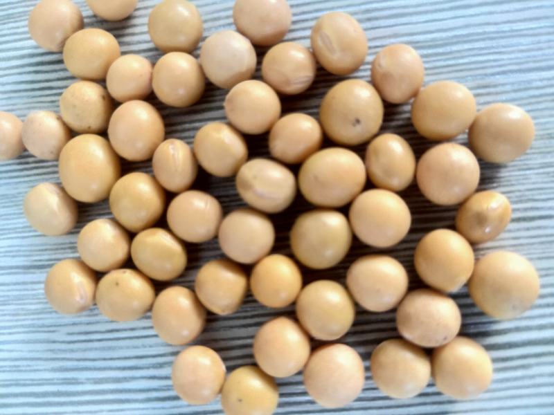 东北大豆，塔选豆，蛋白豆油豆，，精选豆，，