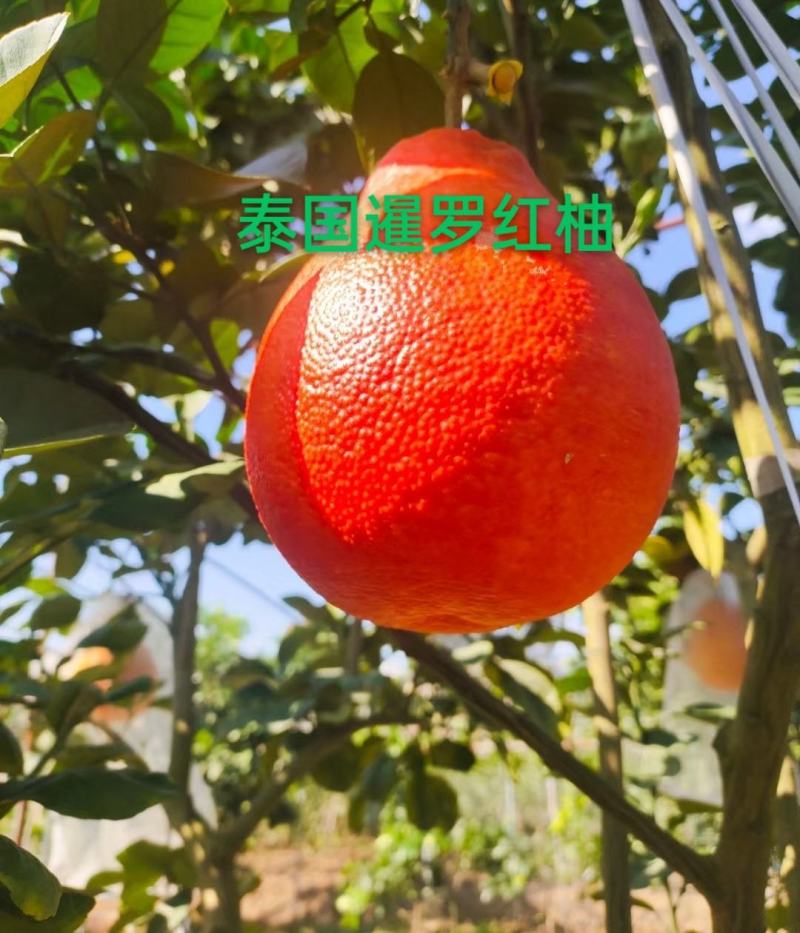 暹罗红柚枝条（泰国三红柚枝条)穗条质量保证基地直供