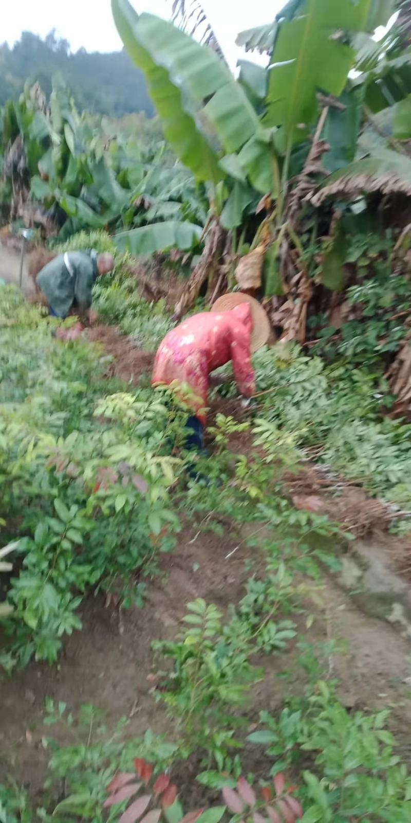 石硖，柱良，四季龙眼苗，包技术不卖假苗来电咨询价格优惠
