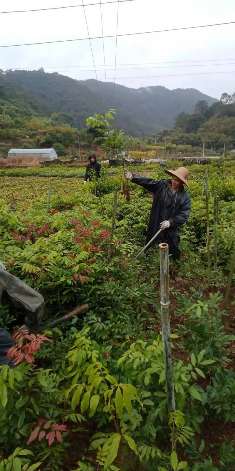 石硖，柱良，四季龙眼苗，包技术不卖假苗来电咨询价格优惠